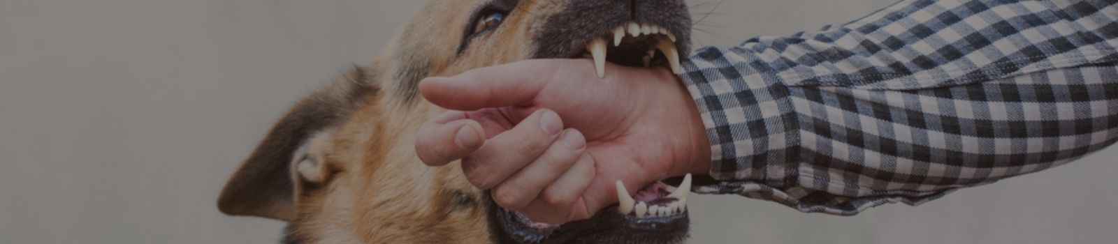 Dog bite header bg